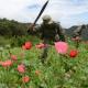 Destruye Sedena 3 plantíos de amapola en Sinaloa