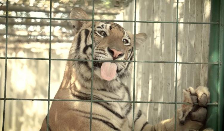 Asociación mexicana traslada 200 tigres y 50 leones y leopardos a India por falta de espacios