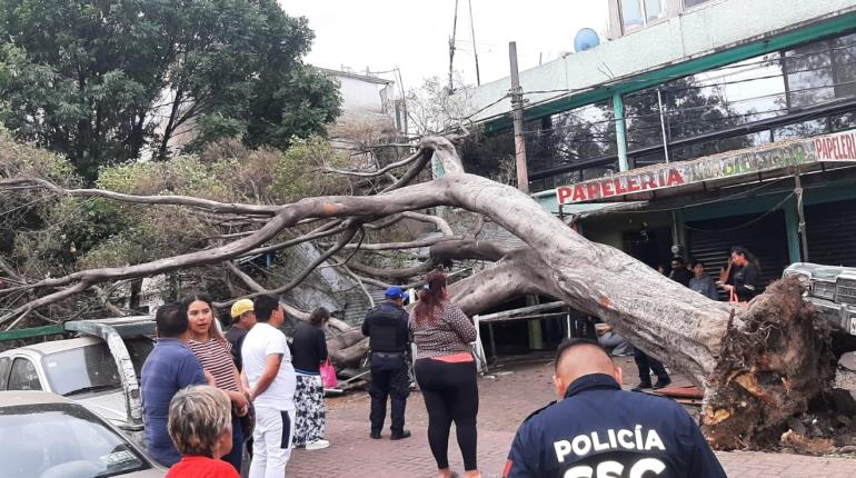 Fuertes vientos dejan caída de árboles, cortes de "luz" y alertas en CDMX