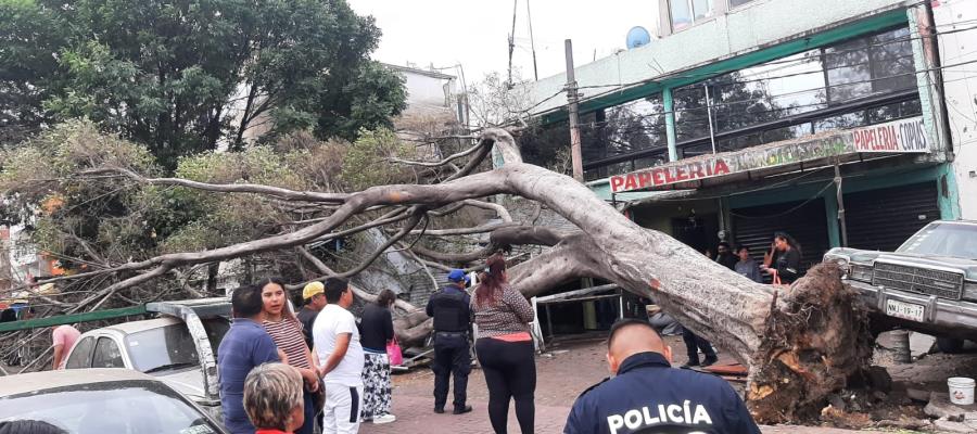 Fuertes vientos dejan caída de árboles, cortes de "luz" y alertas en CDMX