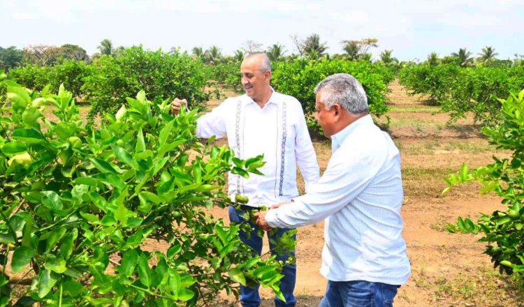 Compromete Gobierno de Tabasco apoyo y gestoría en favor de productores de limón y piña en Huimanguillo