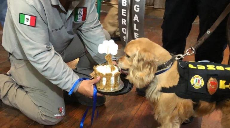 Jubilan a 4 perritos dedicados a buscar droga en la frontera