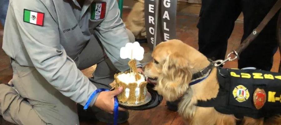 Jubilan a 4 perritos dedicados a buscar droga en la frontera