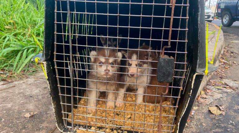 Detienen en Vhsa a mujer que trasladaba cachorros huskies en autobús sin documentos