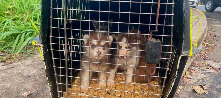 Detienen en Vhsa a mujer que trasladaba cachorros huskies en autobús sin documentos