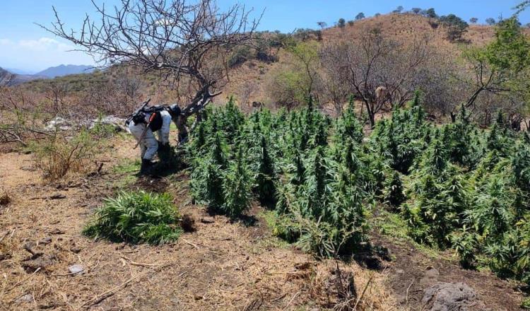Destruyen plantío de marihuana en Michoacán