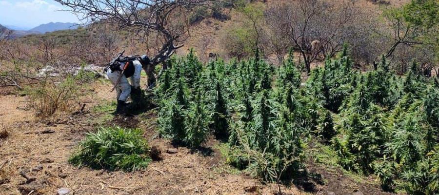 Destruyen plantío de marihuana en Michoacán