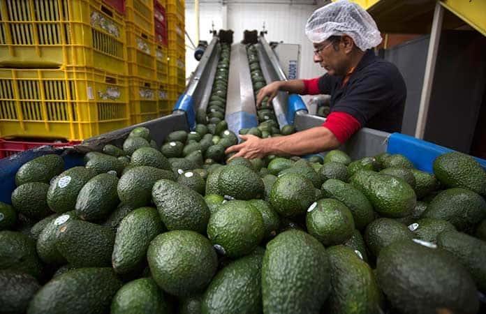 Aguacate mexicano llegará a finales de 2023 a Brasil