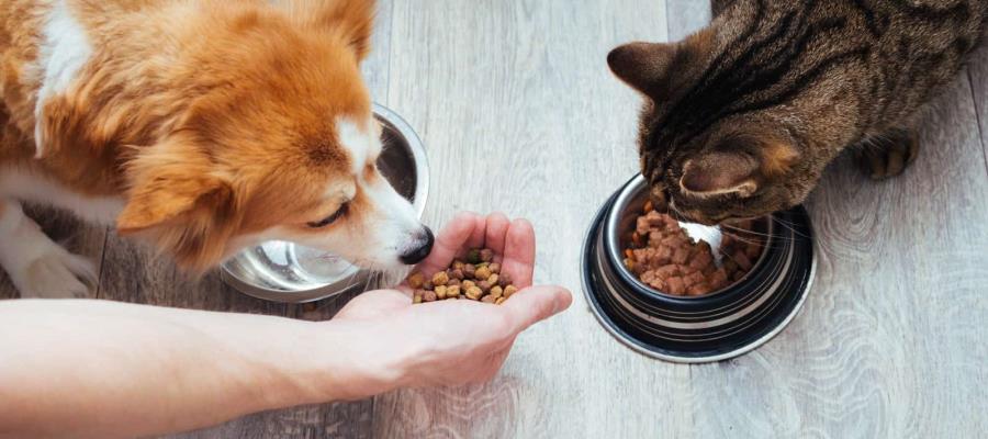 Alimento para mascotas subió hasta 19% por inflación: ANPEC