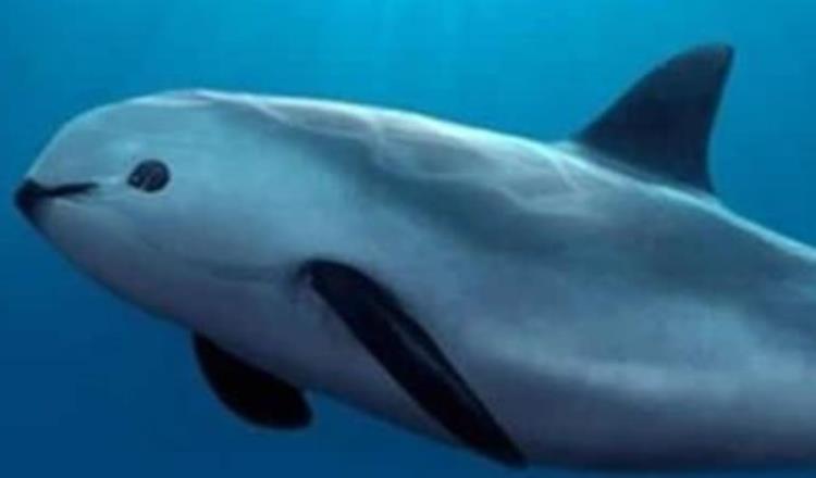 Enviará México delegación a Ginebra para tratar de frenar sanciones por vaquita marina