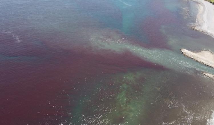 Detectan marea roja tóxica en Colima; alertan sobre consumir moluscos