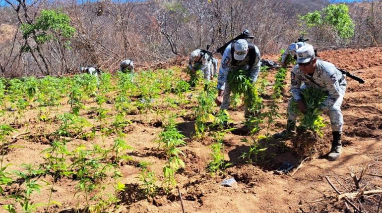 Destruye Guardia Nacional 2 sembradíos de marihuana en Durango