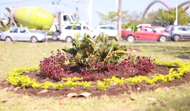Planta Centro 400 árboles durante festival del Guayacán y Macuilí