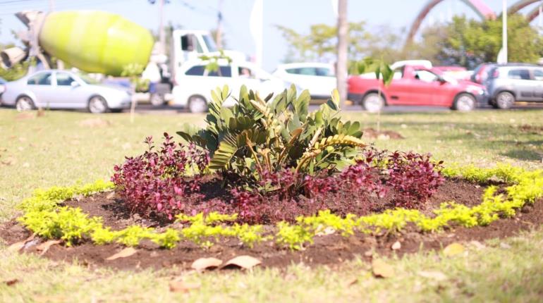 Planta Centro 400 árboles durante festival del Guayacán y Macuilí