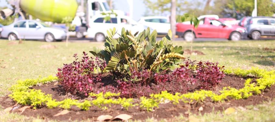 Planta Centro 400 árboles durante festival del Guayacán y Macuilí