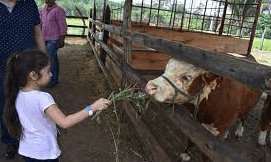 Recorrido por Tabasco a través de tren, ofrece granja didáctica Pony Ranch