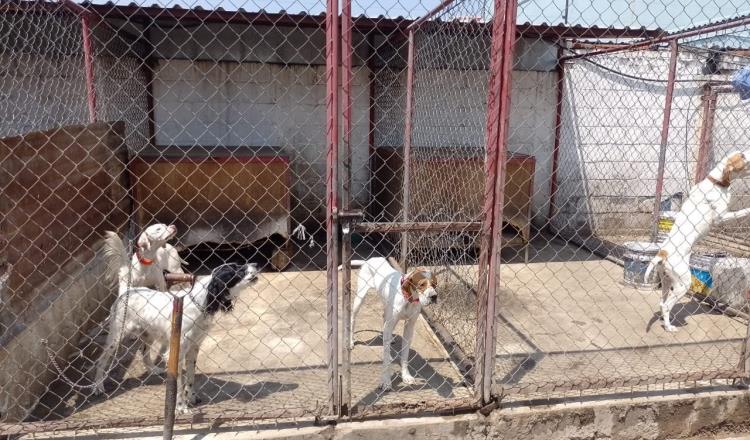 Rescatan a 46 perros con huellas de maltrato en Edomex