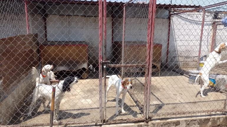 Rescatan a 46 perros con huellas de maltrato en Edomex