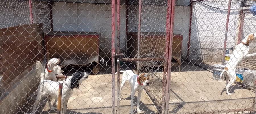 Rescatan a 46 perros con huellas de maltrato en Edomex