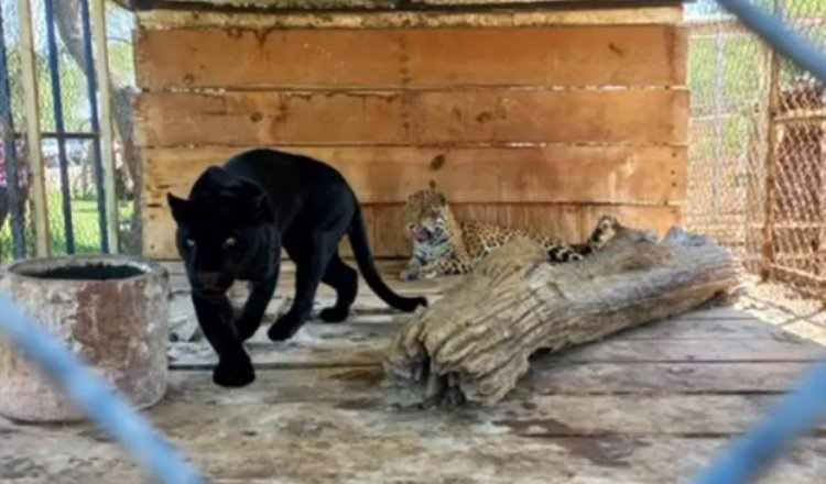 Aseguran animales exóticos y silvestres durante cateo realizado en Jalisco