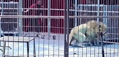 Escapan dos leones durante una función de circo en China
