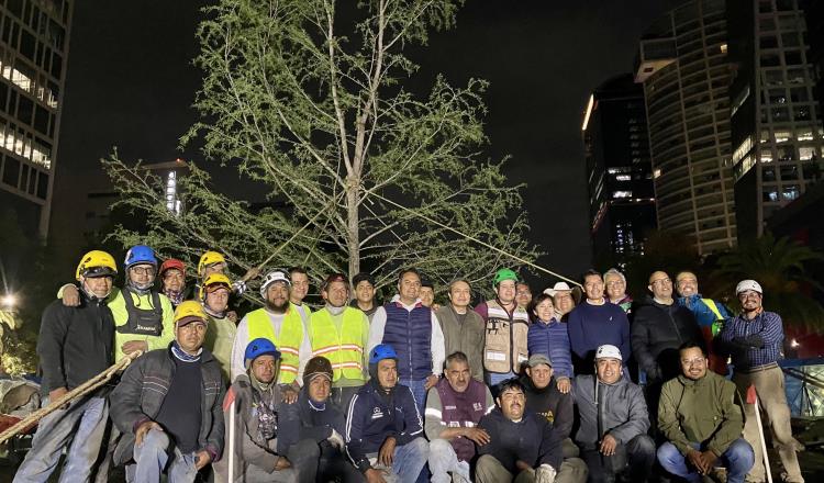 Plantan nuevo árbol de ahuehuete en glorieta de Reforma en CDMX