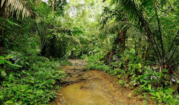 Localizan a niño de 5 años abandonado en la Selva de Darién en Panamá