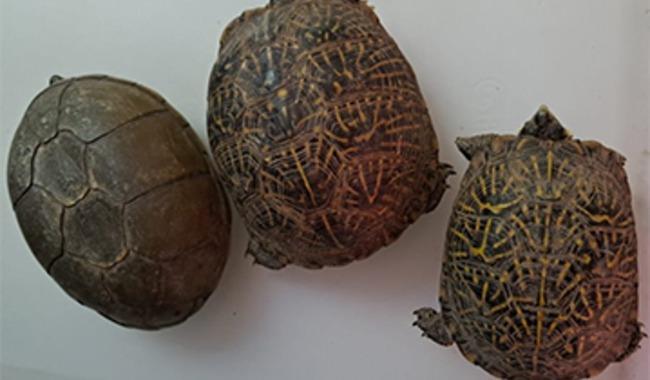 Rescatan en CDMX a tortugas enviadas por paquetería