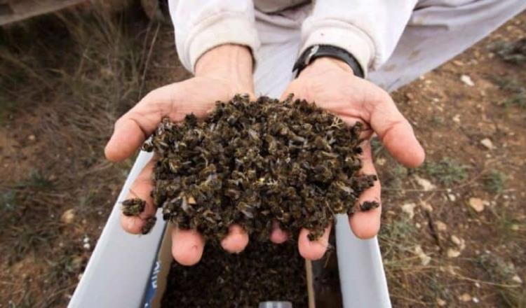 Pesticida provoca muerte de 300 mil abejas en Campeche: expertos
