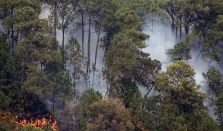 Incendios forestales consumen 6 mil hectáreas en la Sierra Tarahumara