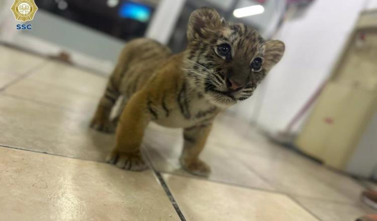 Rescatan a cachorro de tigre en la Gustavo A. Madero