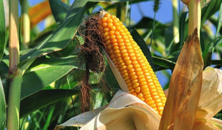 México defenderá prohibición a maíz transgénico en consultas con EE. UU., advierte Economía
