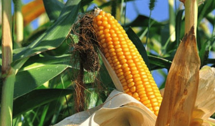 México aumenta aranceles a maíz de importación