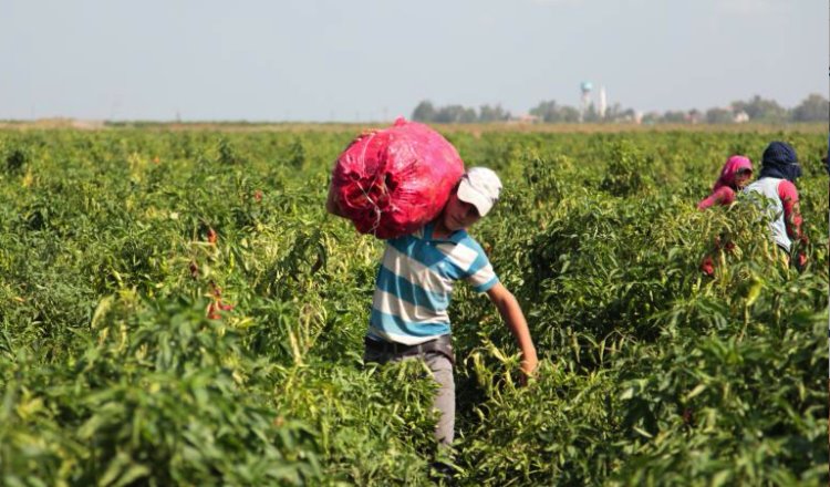 Trabajo infantil, supera los 3.2 millones de casos en México, advierte Senado