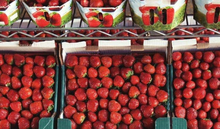 Investiga EE. UU posible hepatitis "A" en fresas cultivadas en Baja California