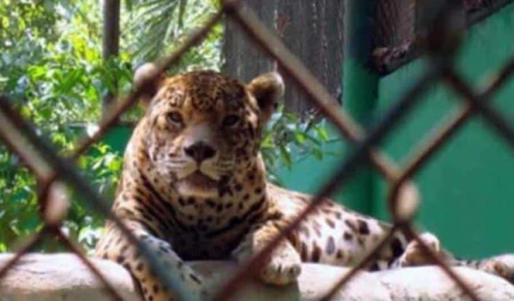 Muere jaguar en Parque-Museo La Venta