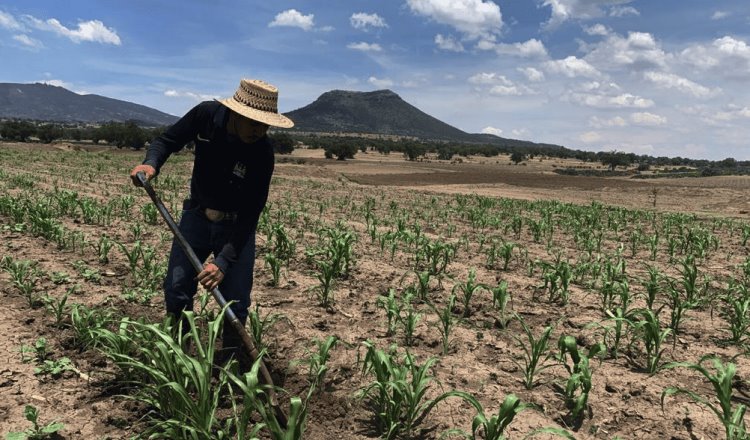 Dispersarán recursos para beneficiarios de Producción para el Bienestar del 19 al 21 de junio