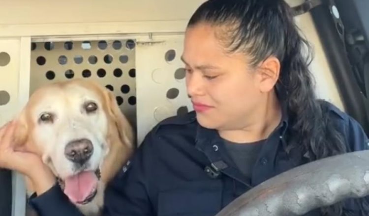 Jubilan al perro policía Bubu, tras 9 años de servicio en Hermosillo