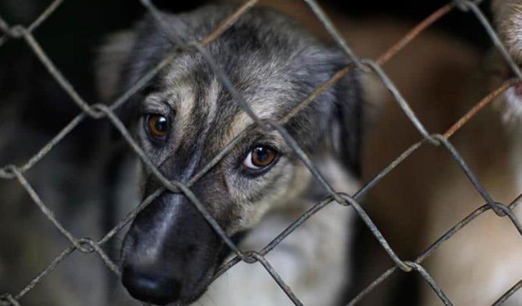 Con reforma, AMLO planteará elevar a rango constitucional protección a animales