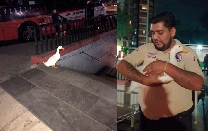 ¡Iba al Metro! Rescatan a pato que salió de lago del Bosque de Chapultepec