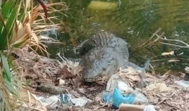 Corresponde a Profepa capturar al cocodrilo de Tierra Colorada: Bienestar