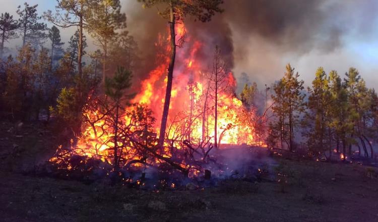 Incendios forestales en la Sierra de Chihuahua afecta a más de 7 mil hectáreas