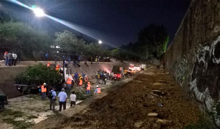 Alcaldesa de León se disculpa tras tala de 63 árboles para ampliar avenida