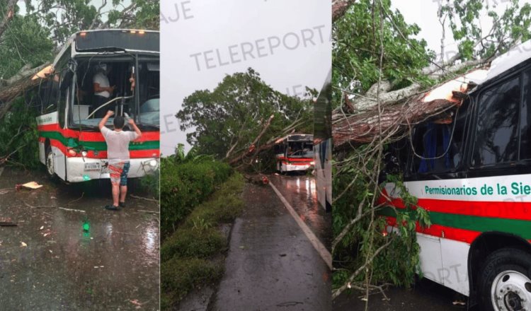 Cae árbol sobre autobús en la Villahermosa -Teapa