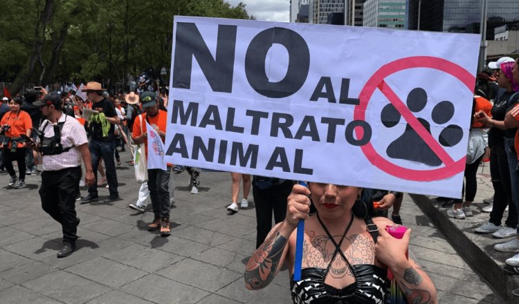 Marchan miles contra el maltrato animal en CDMX