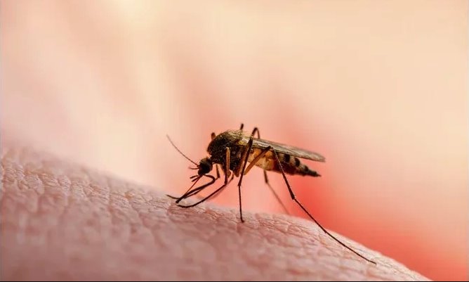 EE.UU. alerta por casos de malaria en Florida y Texas