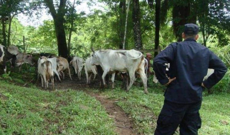 Robo de ganado se dispara 50% en diciembre en Tabasco: Oliver Falcón