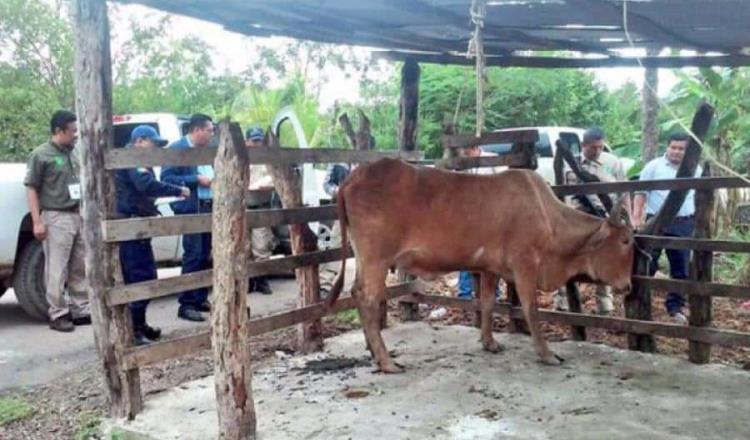 Por "acuerdos en la clandestinidad" están dejando impune el abigeato en Tabasco lamenta abogado; en el congreso lo niegan