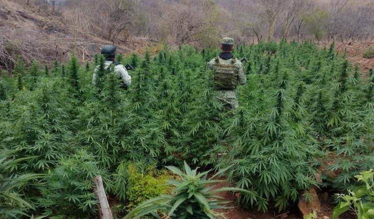 Destruyen 12 mil plantas de marihuana en Michoacán