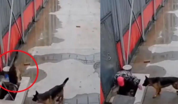 Perrito cae en una coladera y su amigo pide ayuda para rescatarlo